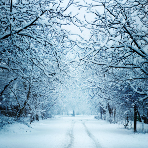 Path Through Snowy Woods