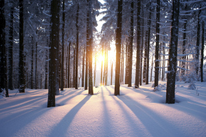 Snowy woods at sunset