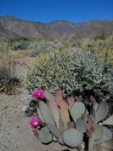 desert flower, sky