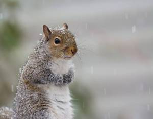 Gray squirrel (Photo: Kristofer Rowe)