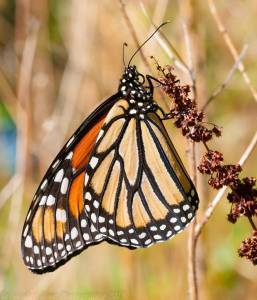 Monarch butterfly (Kristofer Rowe)