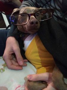 Nerd dog!