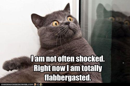 shocked_lol_cat