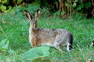 European Hare Deutsch: Feldhase
