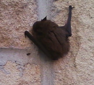 photo of a bat