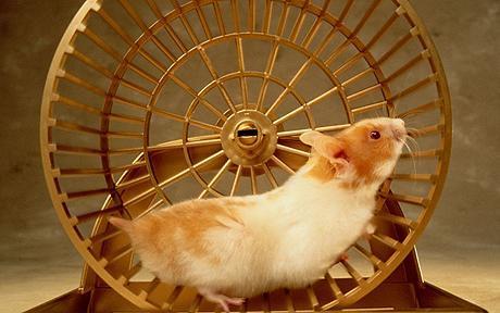 Picture of a hamster running around a metal wheel 