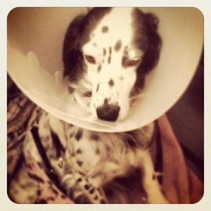 Jicky E-Collar