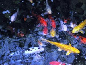 Gaylord-Palms-Koi-Pond