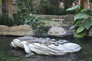Vacation-Gaylord-Palms-May-2012-021