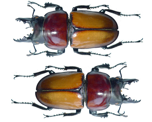 Neolucanus baongocae, named by the discoverer after his daughter, Nguyen Bao Ngoc