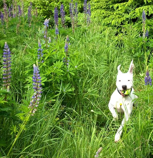 Dog running enthusiastically through a field, illustrating life lessons from dogs on doing what makes you happy in life. (Image © Dezi Greig)