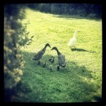 Happy family