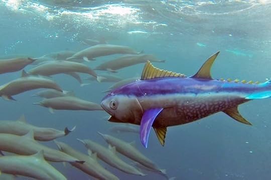 robot-tuna-swims-with-dolphins