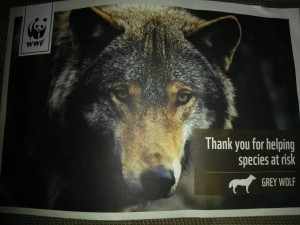 Christmas Present sponsoring the Grey Wolf species at risk.