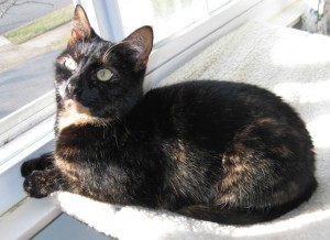 cat_on_window_sill