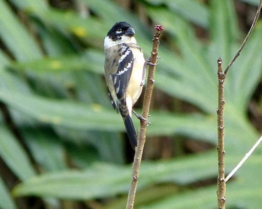 WCSeedeater