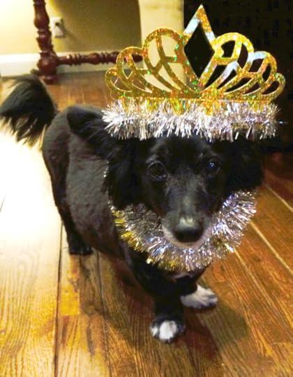 Riley New Year Dog