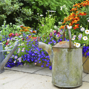 Old Watering Can in Beautiful Garden