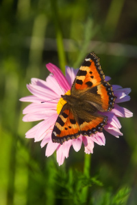 Cosmos flower with butterfly