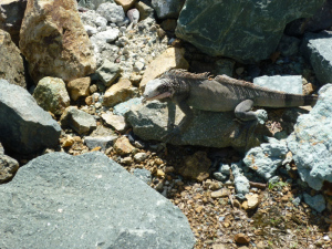 Iguana