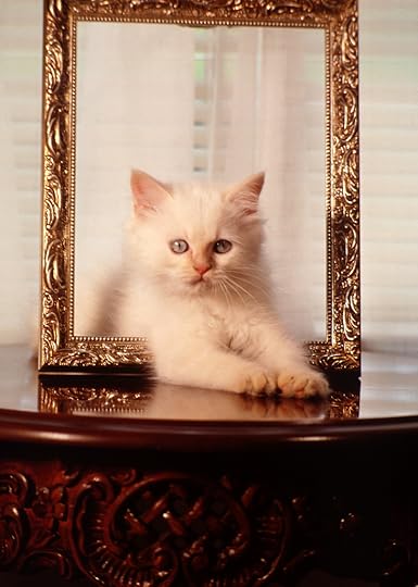 KittenFramed
