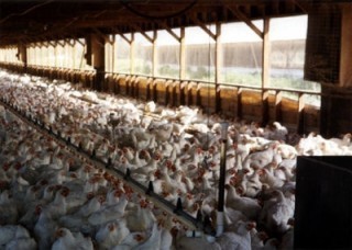 factory farm