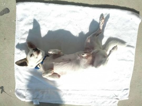Corky sun bathing