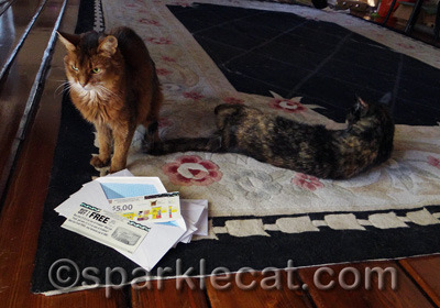 I keep reminding myself that it is not polite to dole out smacky paws on winners posts
