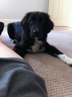 Pyrenees mix