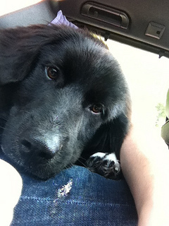 Note the puddle of drool