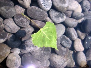 I am a leaf on the wind