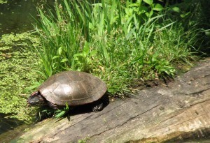 Squirtle the Turtle or Fred If You Like