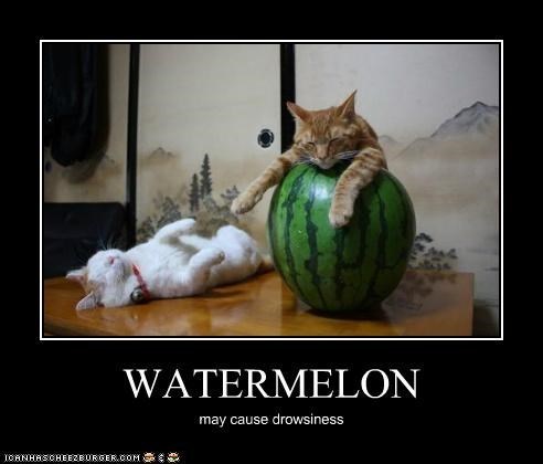 lolcat watermelon
