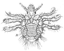 Pubic louse
