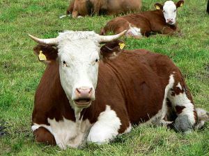 cow