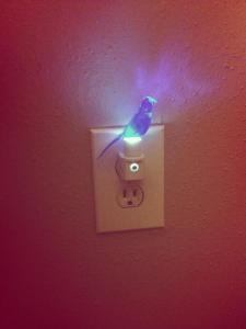 Blue canary in the outlet by the light switch who watches over you...