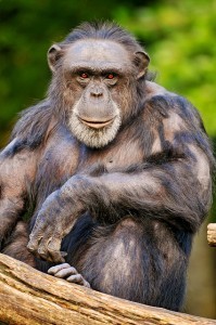 A chimp fixes the photographer with an arrogant expression.