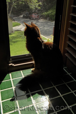 Also I can watch Bird and Squirrel TV