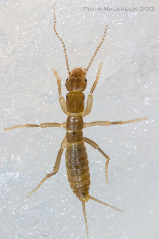 Grylloblatta