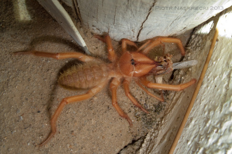 The very first solifugid that I ever saw. When I posted this photo on Flickr, the always hilarious Brandi Schuster commented, “Solifugid. That sounds like the noise that I would make if I ever saw one of those fuckers in real life.” [Canon G10]