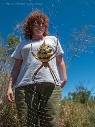 Compared to a solifugid, this tiger spider (Argiope australis) seems like sweet, harmless bunny. [Canon G10]