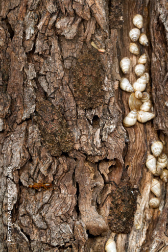 How many insects can you see? I was thrilled to discover that lantern bugs (Druentia variegata) in Gorongosa are visited by several species of insects seeking their sweet honeydew.
