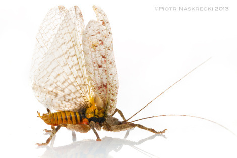 When threatened, bark katydids fan their wings to reveal aposematic coloration and spray the attacker with foul-smelling chemical.
