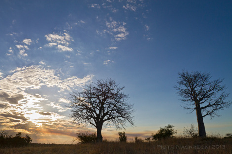 The bark of baobabs (Adansonia digitata), a common tree of Gorongosa, is a great place to look for cryptic animals.