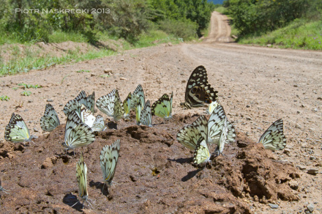 The best spots to see large aggregations of tropical butterflies are often places visited by large grazers. Their dung often attracts many different species of insects seeking sodium and amino acids. [Canon 7D, Canon 16-35mm]