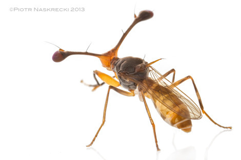 Stalk-eyed fly (Diasemopsis fasciata) from Gorongosa National Park in Mozambique [Canon 7D, Canon MP-E 65mm, 3 speedlights Canon 580EXII]
