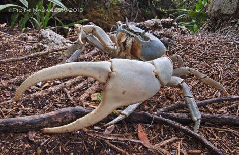 Males of the blue land crab (Cardisoma guanhumi) from the Dominican Republic sport giant claws used in territorial display and combat. [Nikon D1x, Nikkor 17-35mm]