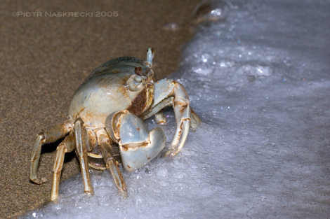 Unable to break her ties to the sea, a female blue land crab cautiously approaches the edge of the beach to release her eggs during the full moon. Shecannot swim, thus she must be careful not to be swept away by the waves, and soon she runs back to her burrow in the forest. Her planktonic larvae will develop into tiny crabs in less than two months and then will leave the ocean to begin terrestrial life. [Nikon D1x, Nikkor 17-35mm, flash Nikon SB-28DX]