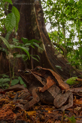 Getting low to the ground enhances the illusion that you are as small as the subjects of the photo. I photographed these leaf toads (Rhinella lescueri) in Suriname using a Canon EF 14mm on Canon 7D with an angle viewfinder, and lighted it with a single speedlight Canon 580EXII in a softbox.