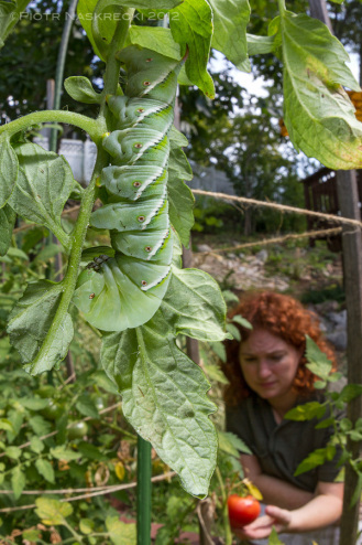 A tomato hornworm (Manduca quinquemaculata) on tomatoes in our garden. This photo was taken using a Sigma 15mm lens – notice a strong barrel distortion, particularly visible in the curvature of the stick on the right.